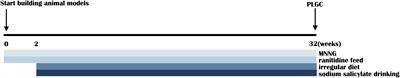 Gut Microbial Dysbiosis and Changes in Fecal Metabolic Phenotype in Precancerous Lesions of Gastric Cancer Induced With N-Methyl-N′-Nitro-N-Nitrosoguanidine, Sodium Salicylate, Ranitidine, and Irregular Diet